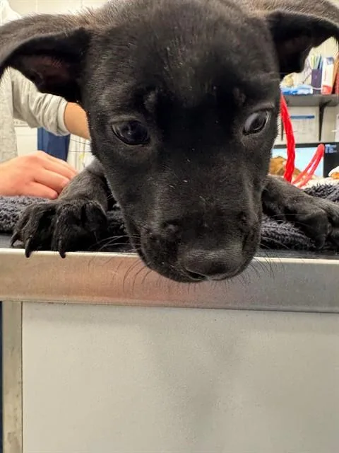 Luca
