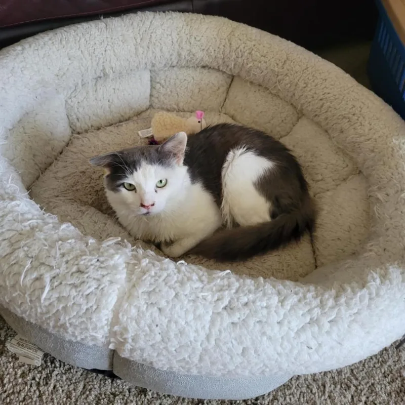 Woodstock thumbnail 2