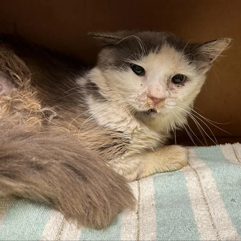 Woodstock thumbnail 3