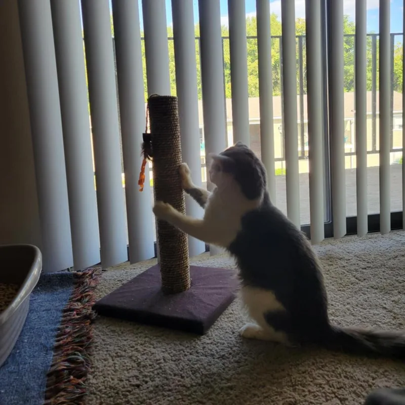 Woodstock thumbnail 5