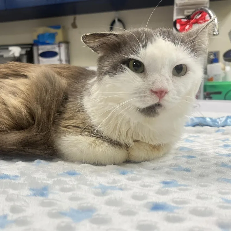 Woodstock thumbnail 6