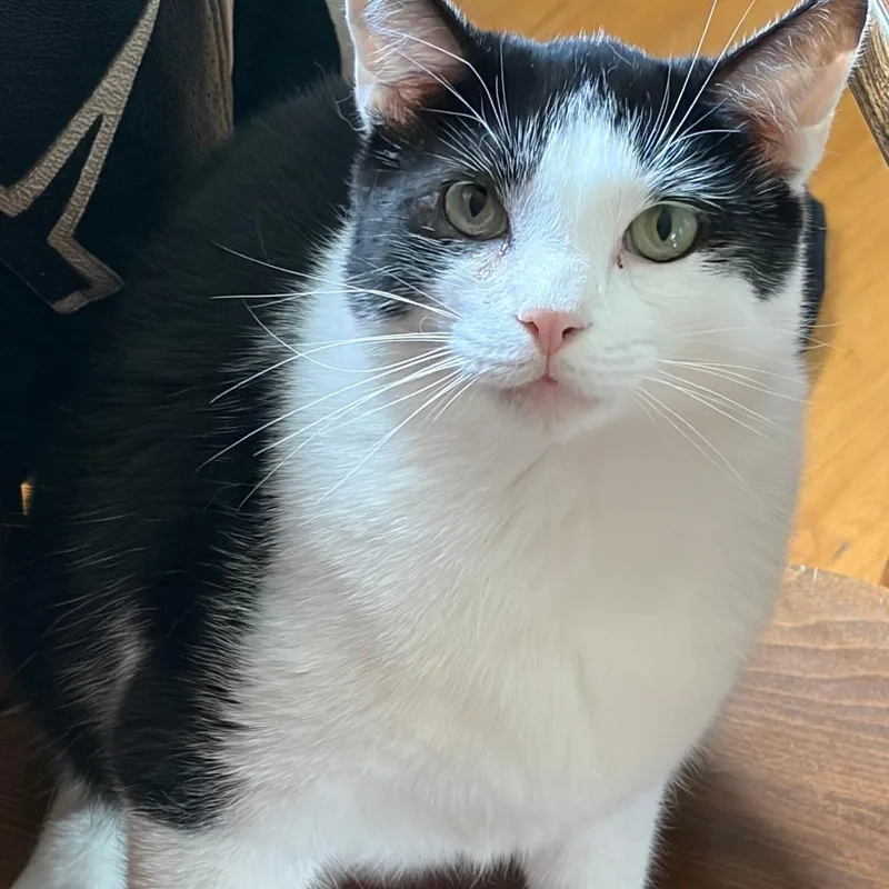 A young small-sized male Black & White / Tuxedo American Shorthair cat named Rocket for adoption in Lynchburg, VA