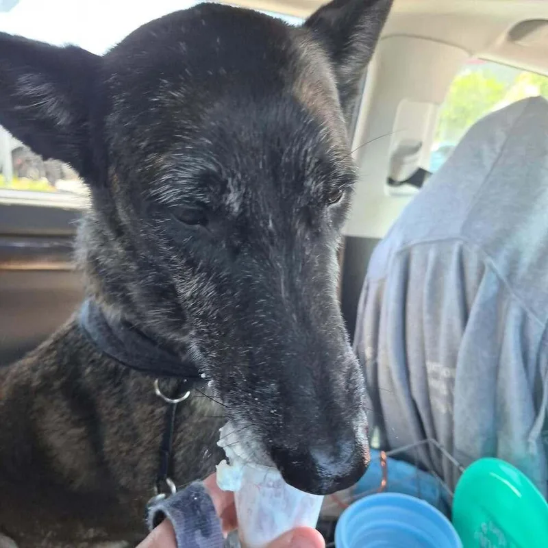 A senior large-sized female Tricolor (Brown, Black, & White) Belgian Shepherd / Malinois dog named Ellie Located in for adoption in Imlay City, MI