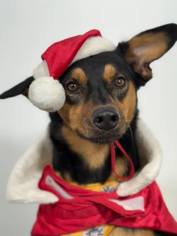 A young medium-sized female Black German Pinscher dog named Zara for adoption in Carlsbad, CA