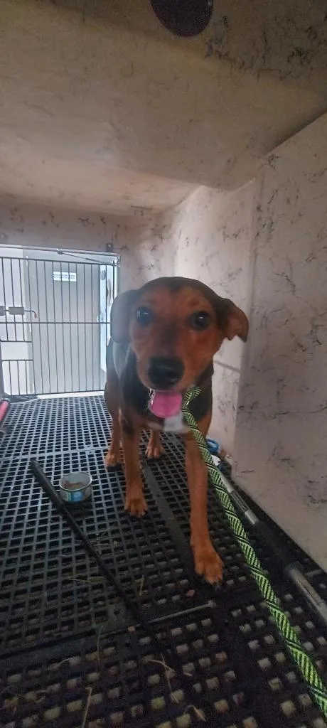 A young large-sized male Mixed Breed dog named Bear for adoption in Cartersville , GA