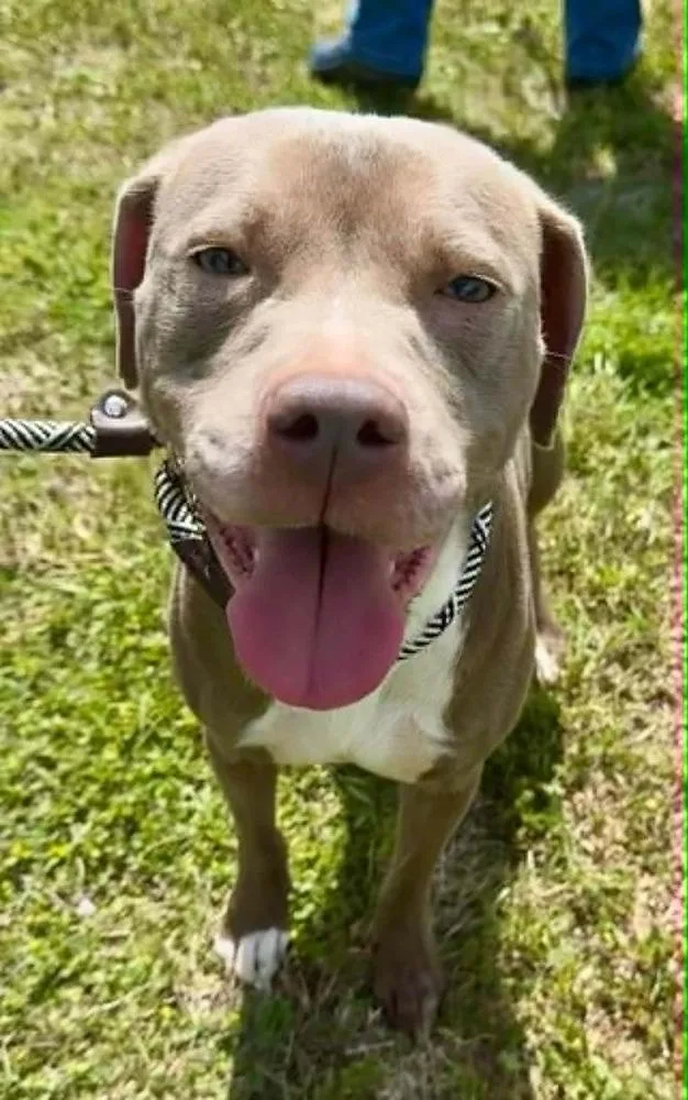 A young medium-sized female White / Cream Mixed Breed dog named Julie for adoption in Scott, LA