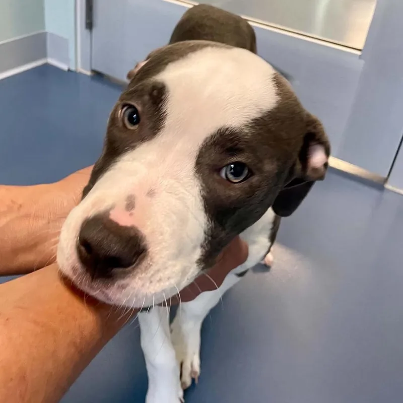 A baby small-sized female Gray / Blue / Silver Pit Bull Terrier dog named Bella for adoption in Greensboro, NC