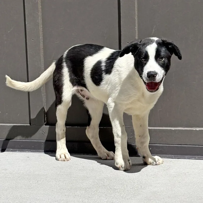 A baby medium-sized male White / Cream Mixed Breed dog named Basil for adoption in Hailey, ID