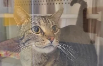 An adult large-sized female Domestic Short Hair cat named Bastet for adoption in Kansas City, MO