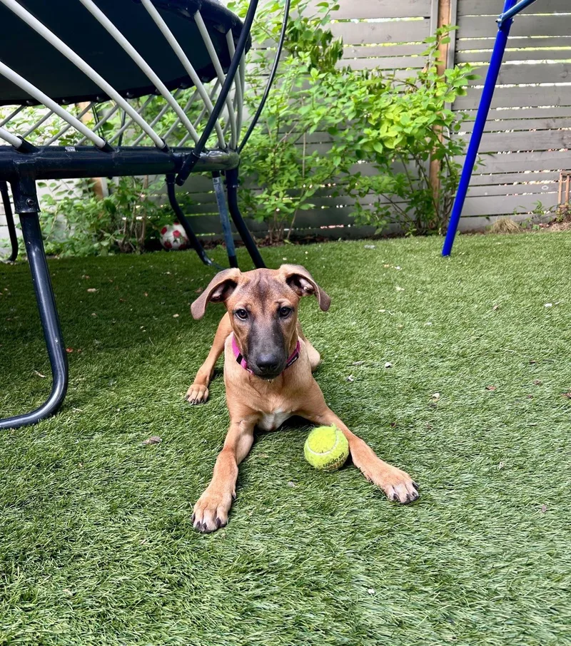 A baby medium-sized female Brown / Chocolate Mixed Breed dog named Angie for adoption in Richmond, VA