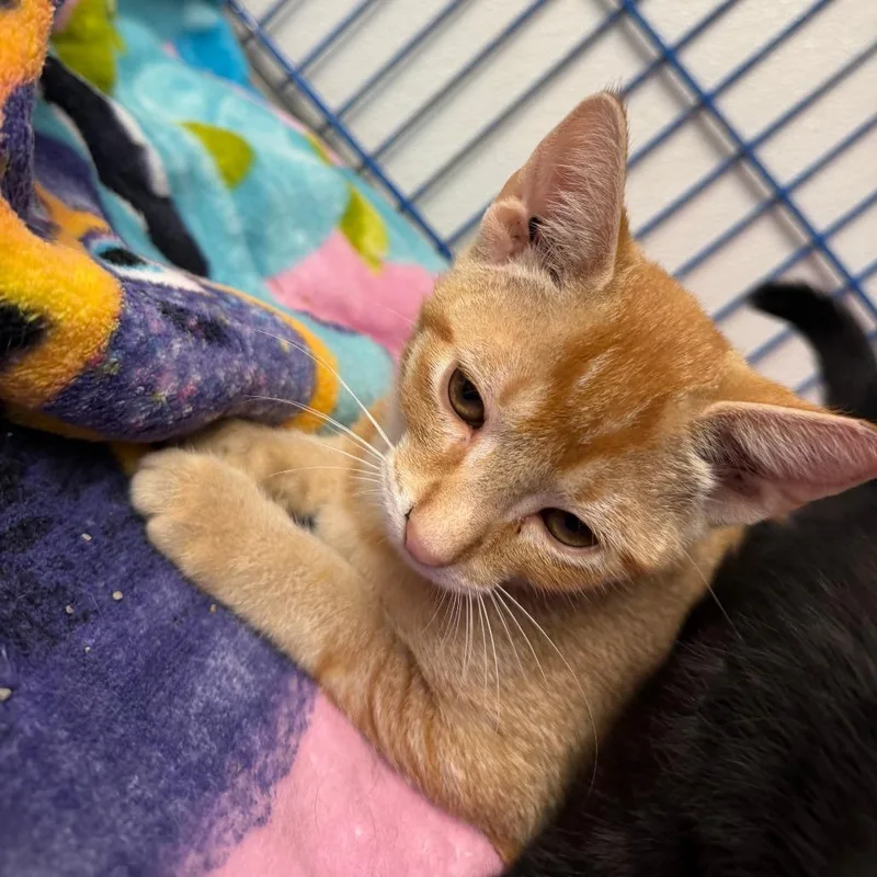 A baby small-sized male Orange / Red Domestic Short Hair cat named Sheriff Woody for adoption in Blairsville, GA