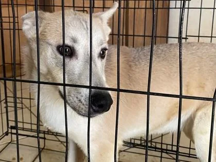 A young small-sized male Apricot / Beige Mixed Breed dog named Milkshake for adoption in El Paso, TX