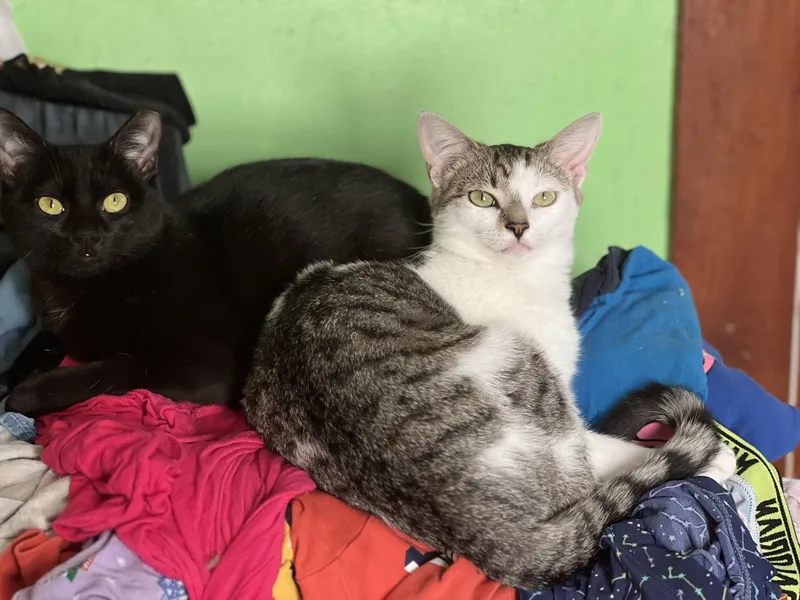 A young medium-sized female Domestic Short Hair cat named Seven And Dump Truck for adoption in Akron, OH