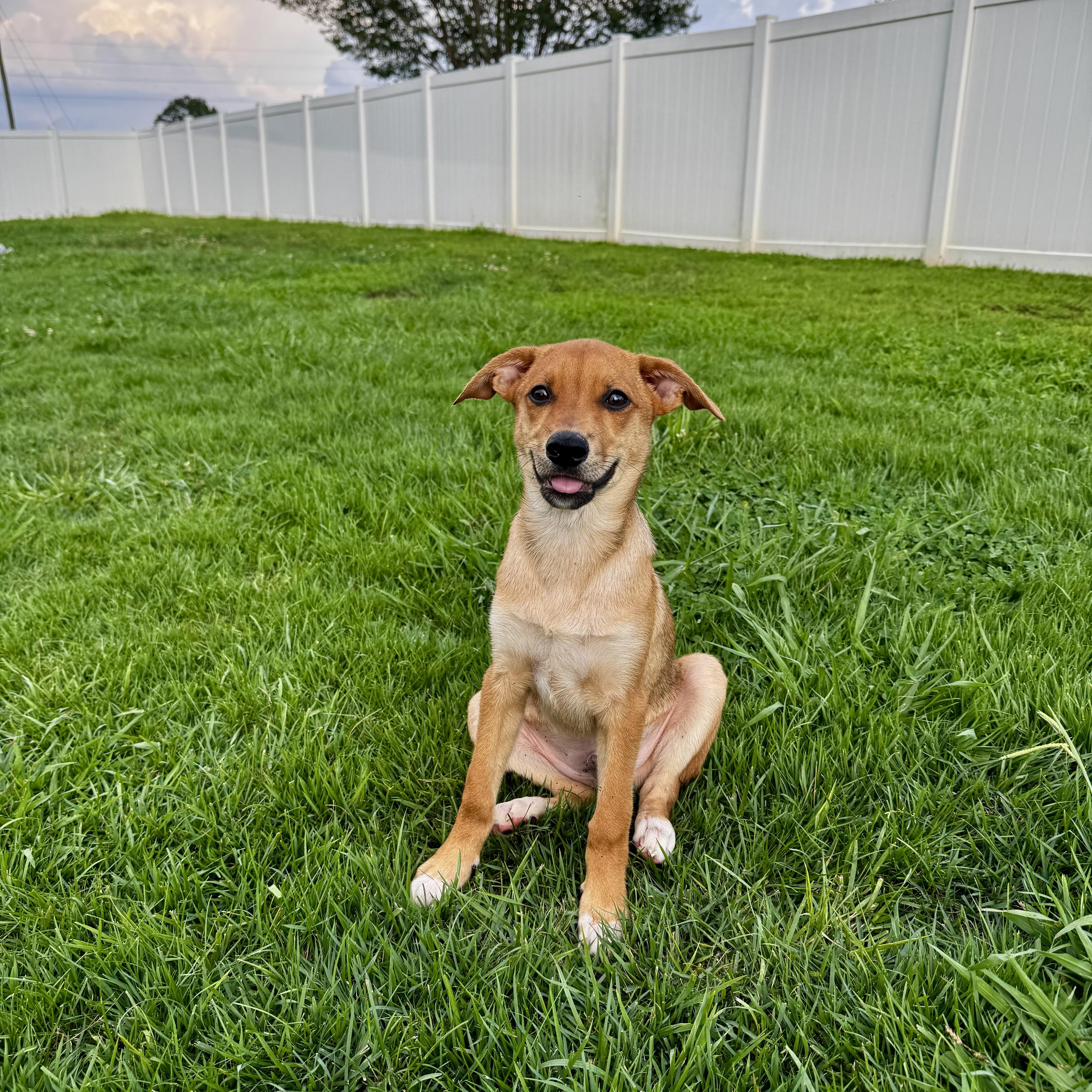 A baby medium-sized male Yellow / Tan / Blond / Fawn Australian Kelpie dog named Johnny for adoption in Rock Hill, SC