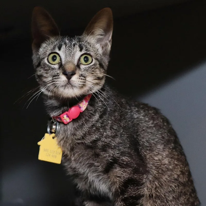 A baby small-sized female Domestic Short Hair cat named Natalia for adoption in Port Washington, NY
