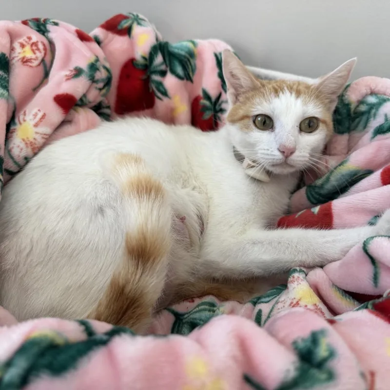 Marmalade thumbnail 2