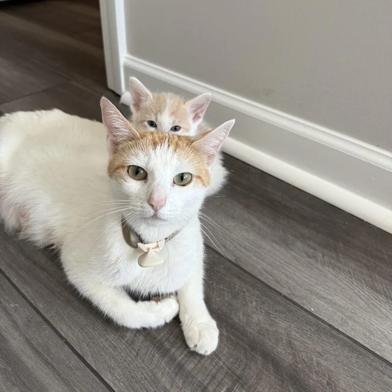 Marmalade thumbnail 3