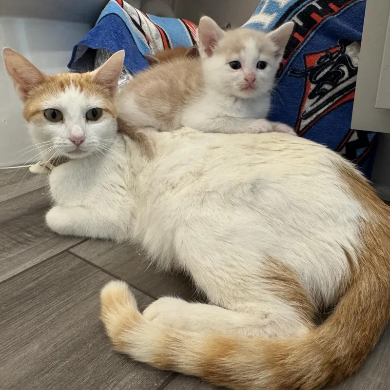 Marmalade thumbnail 4