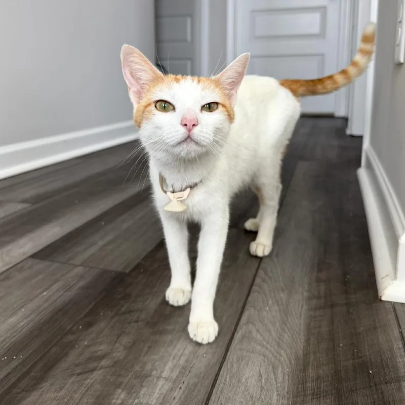 Marmalade thumbnail 6