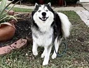 An adult extra large-sized male Husky dog named A for adoption in Houston, TX