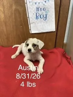A baby small-sized male Great Pyrenees dog named Austin for adoption in Welling, OK