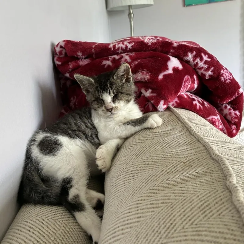 A baby small-sized female Brown / Chocolate Domestic Short Hair cat named Wanda for adoption in Birdsboro, PA