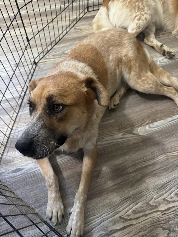 An adult large-sized female Great Dane dog named Peachy for adoption in Chattanooga, TN