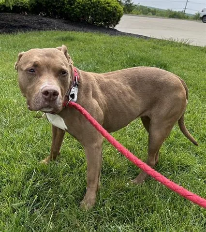 Remi