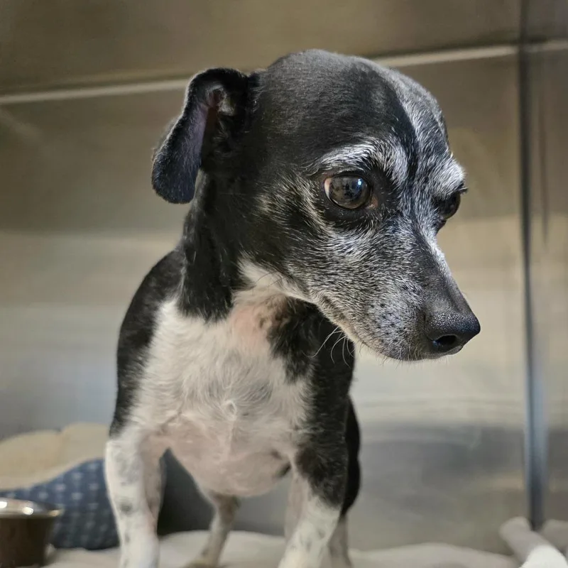 An adult small-sized male White / Cream Dachshund dog named Bonzo for adoption in Austin, TX