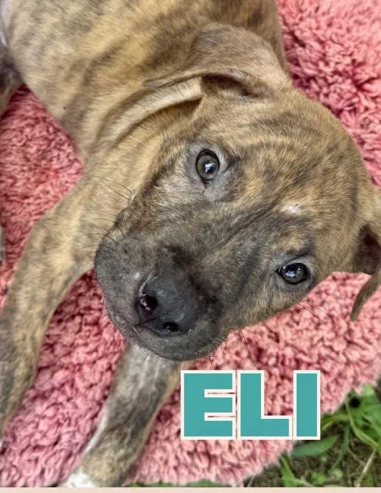 A baby large-sized male Labrador Retriever dog named Eli for adoption in Shalimar, FL