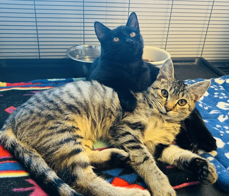 A baby medium-sized female Tabby (Gray / Blue / Silver) Domestic Short Hair cat named Gigi for adoption in Grass Valley, CA