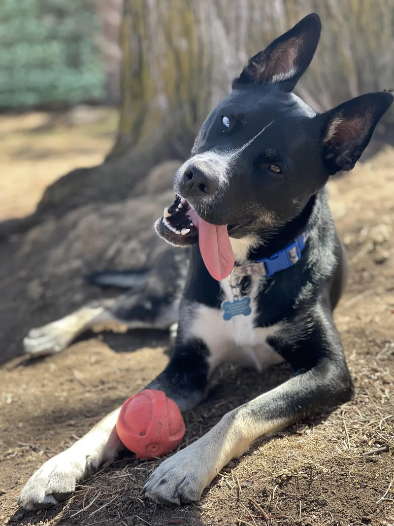 A young medium-sized female Husky dog named Bailey Ann for adoption in Denver, CO