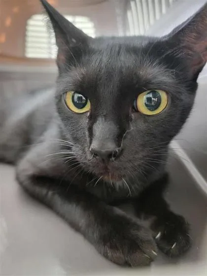 An adult medium-sized female Domestic Short Hair cat named Phoenix for adoption in Largo, FL