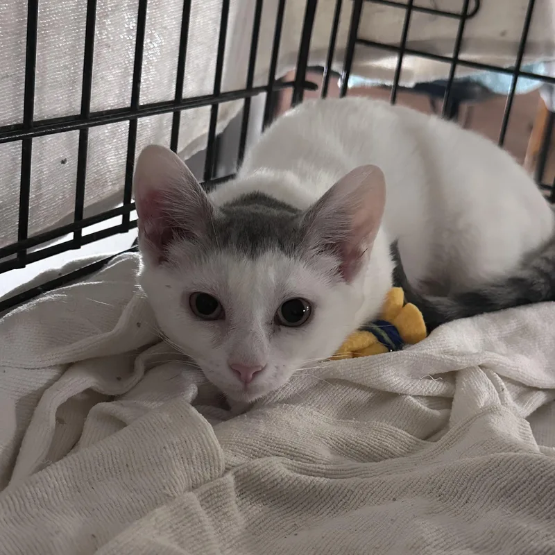 A baby medium-sized female White Domestic Short Hair cat named Saffron wSpitfire for adoption in Silverton, OR