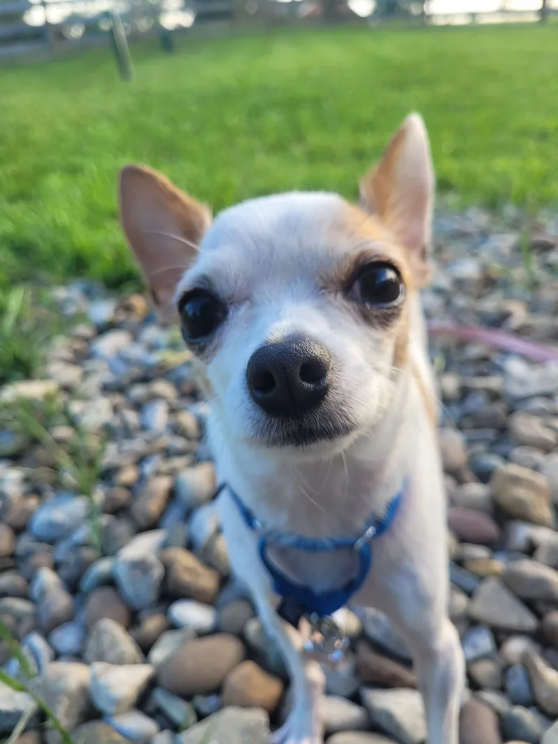 Louie  D thumbnail 2
