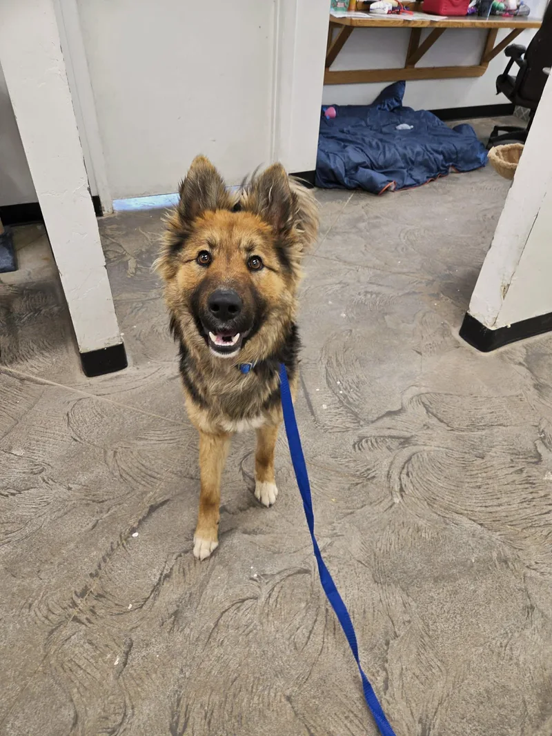 An adult medium-sized male German Shepherd Dog dog named Thor for adoption in Roosevelt, UT