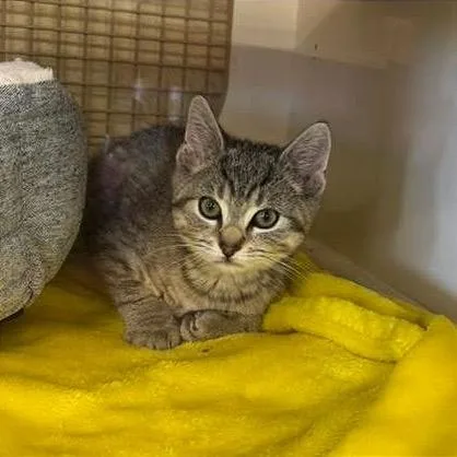 A baby small-sized male Gray / Blue / Silver Domestic Short Hair cat named Gojo for adoption in Philadelphia, PA