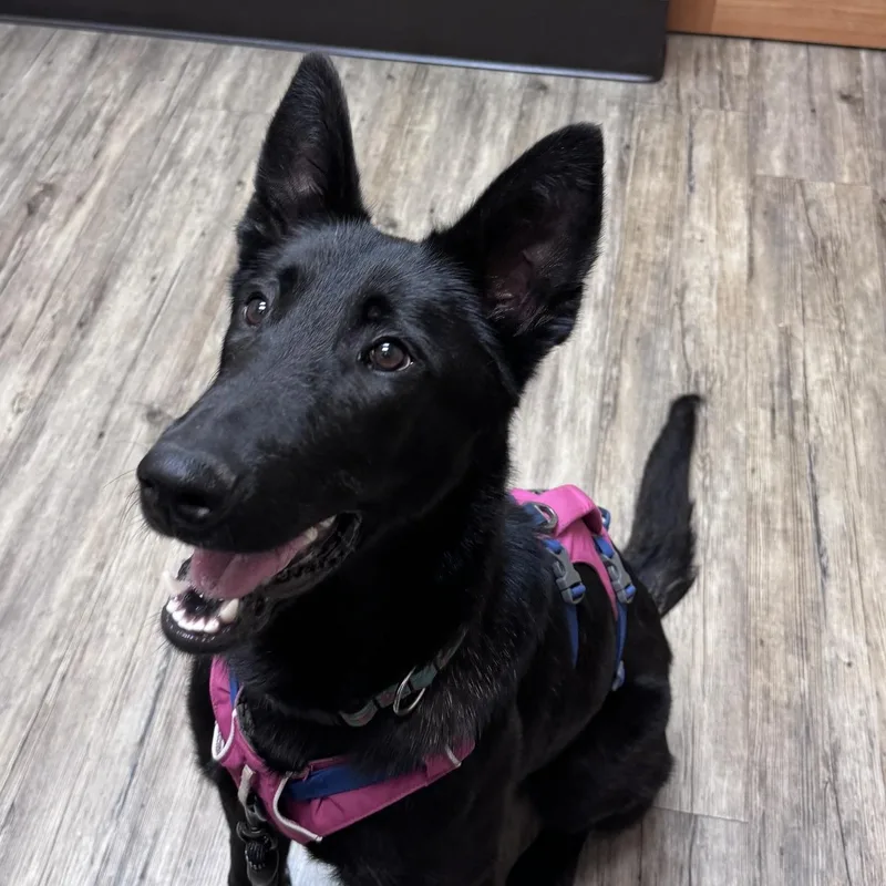 An adult large-sized female Belgian Shepherd / Malinois dog named Merry for adoption in Snoqualmie, WA