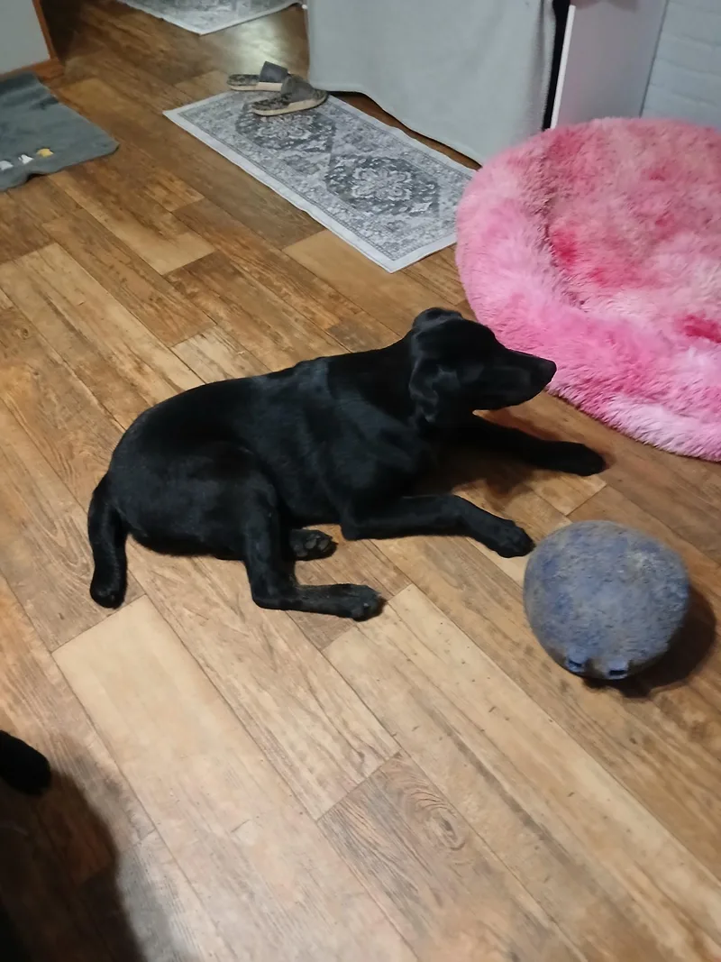 A young medium-sized male Black Labrador Retriever dog named Tank for adoption in Kiln, MS