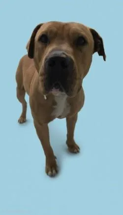 An adult large-sized male Mixed Breed dog named Courage for adoption in Savannah, GA