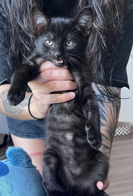 A baby small-sized male Domestic Short Hair cat named Hematite for adoption in Chula Vista, CA