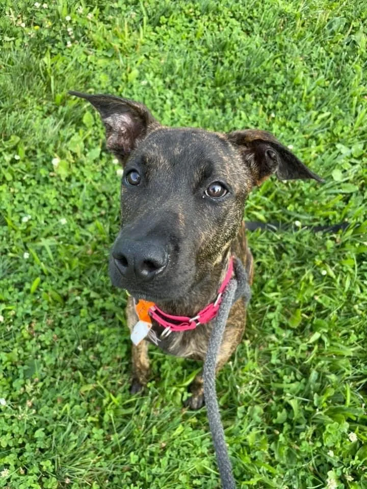 A young large-sized male Brown / Chocolate Terrier dog named Stewie for adoption in Cleveland, OH