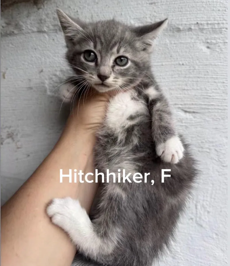A baby small-sized male Domestic Long Hair cat named Hitchhiker for adoption in Shrewsbury, MA
