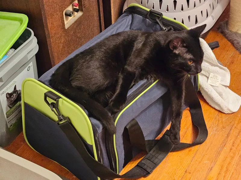 A baby medium-sized male Black Domestic Short Hair cat named Sweet Basil for adoption in Columbia, SC
