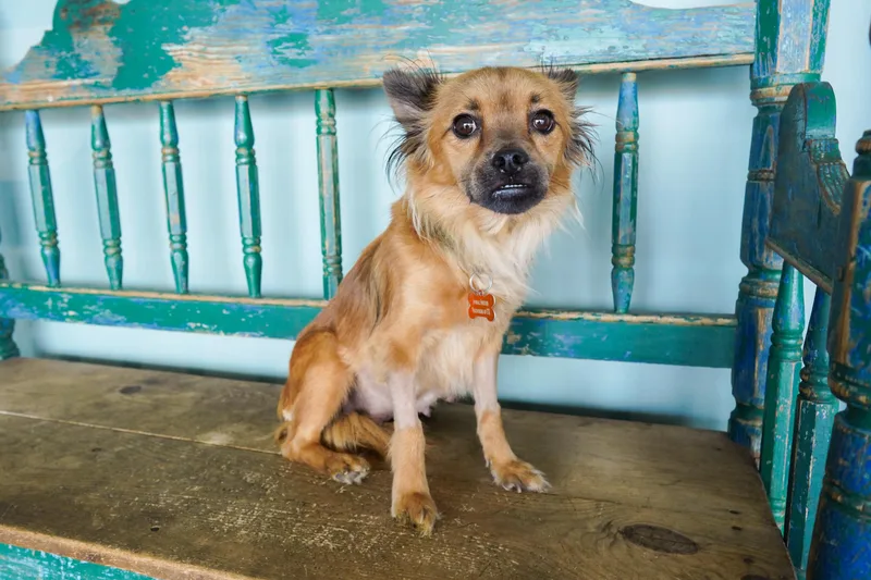An adult small-sized female Chihuahua dog named Mavis for adoption in San Antonio, TX