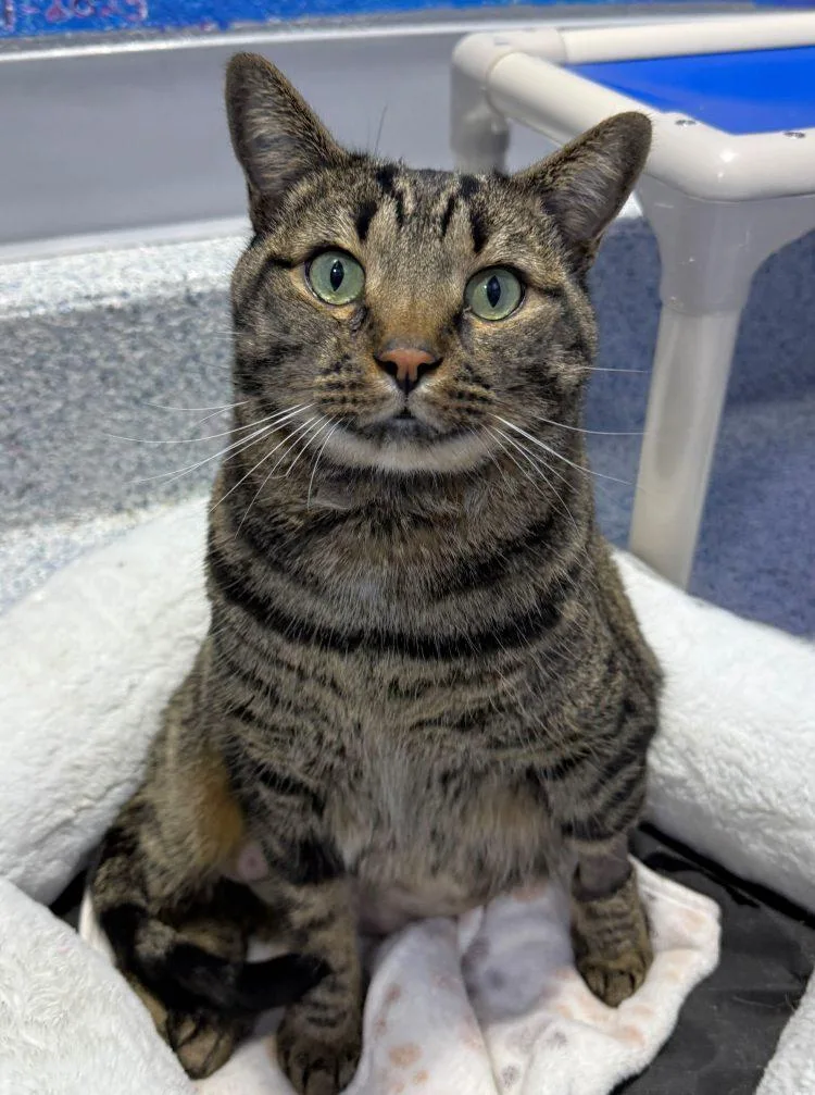 An adult medium-sized male Domestic Short Hair cat named Conand for adoption in Colorado Springs, CO