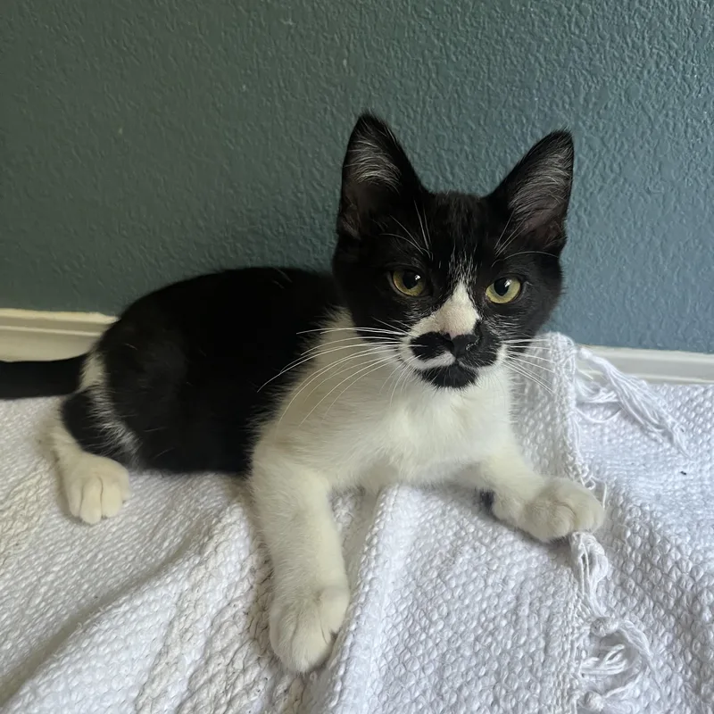 A baby medium-sized male Black & White / Tuxedo Domestic Short Hair cat named Shasta for adoption in Portland, OR