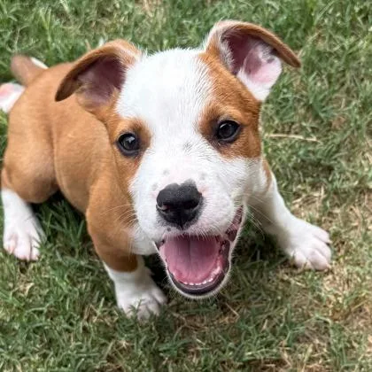 A young large-sized male Cattle Dog dog named Tank for adoption in Kansas City, MO