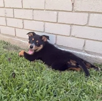 A baby medium-sized female Black Australian Shepherd dog named Daisy for adoption in Quitman, TX