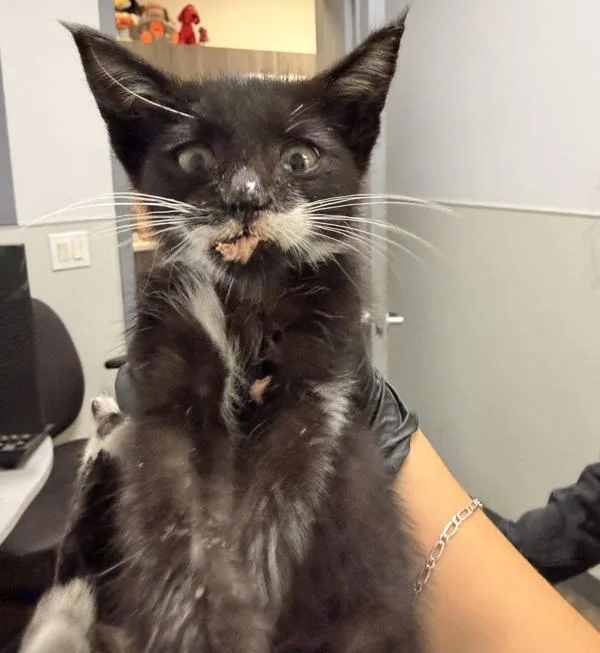 A baby small-sized male Domestic Short Hair cat named Barry Barracuda for adoption in San Diego, CA